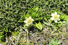 Caltha sagittata