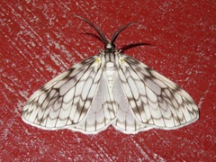 Fulgurodes perasata