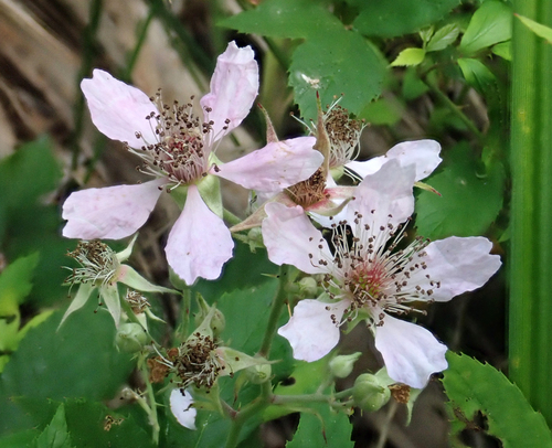 Abundant-fruited Bramble (Rubus cissburiensis)