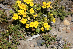 Euphrasia chrysantha