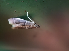 Ephestia elutella