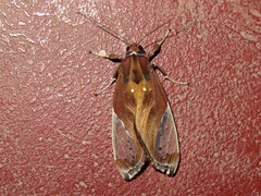 Bertholdia albipuncta