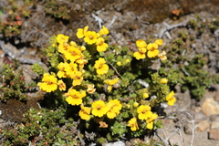 Euphrasia chrysantha