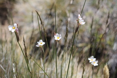 Sisyrinchieae