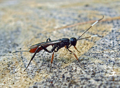 Xorides filiformis