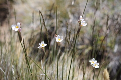 Sisyrinchieae