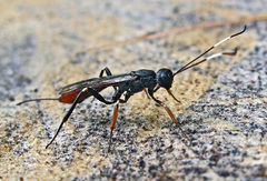 Xorides filiformis