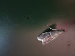 Ephestia elutella