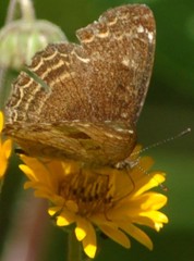 Telenassa delphia gaujoni