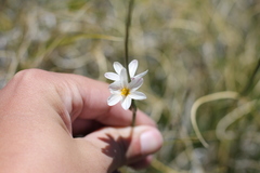 Sisyrinchieae