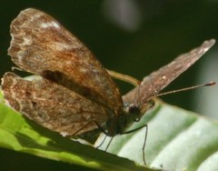Telenassa delphia gaujoni