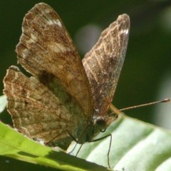 Telenassa delphia gaujoni