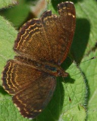 Telenassa delphia gaujoni