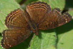 Telenassa delphia gaujoni