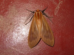 Amastus supersimilis