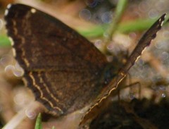 Telenassa delphia gaujoni