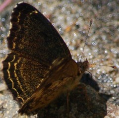 Telenassa delphia gaujoni