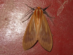 Amastus supersimilis