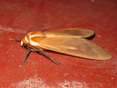 Amastus supersimilis