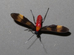 Rhynchopyga bifasciata