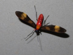 Rhynchopyga bifasciata