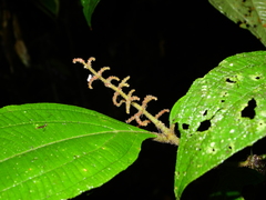 Miconia diaphanea