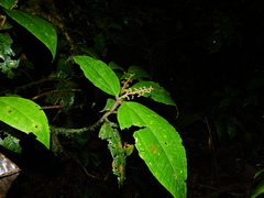 Miconia diaphanea