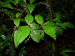 Miconia diaphanea