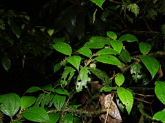 Miconia diaphanea