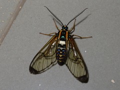 Gymnelia pavo