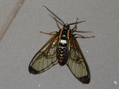 Gymnelia pavo