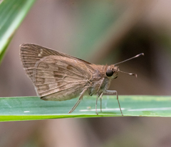 Cymaenes lepta
