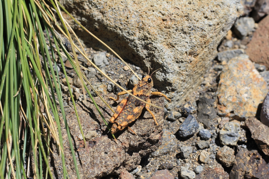 Aucacris bullocki