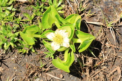 Caltha sagittata