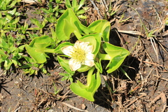 Caltha sagittata