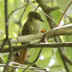 Syndactyla rufosuperciliata