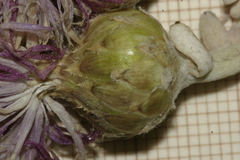 Centaurea papposa