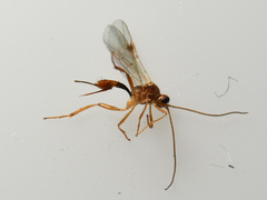 Meteorus pulchricornis