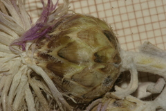 Centaurea papposa