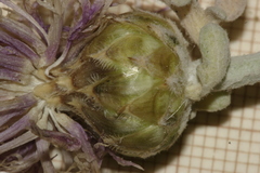 Centaurea papposa