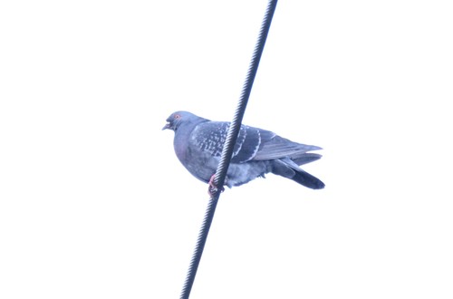 Feral Pigeon photographed in New Hampshire