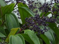 Miconia kappleri