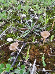 Arrhenia rickenii