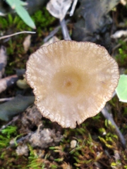 Arrhenia rickenii