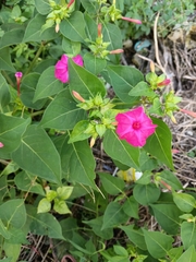 Mirabilis jalapa