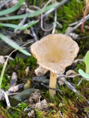 Arrhenia rickenii