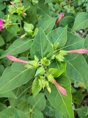 Mirabilis jalapa