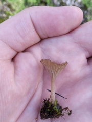 Arrhenia rickenii