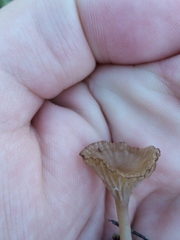 Arrhenia rickenii