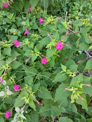 Mirabilis jalapa